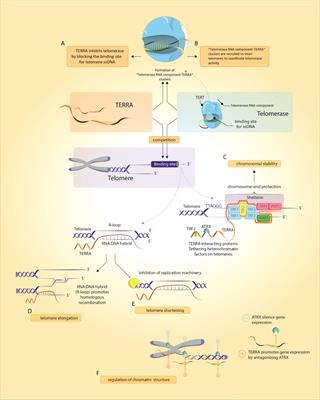 TElomeric repeat-containing RNA (TERRA): Physiological functions and relevance in cancer